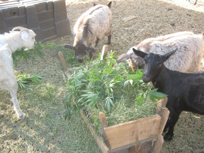 Goatsandtrim