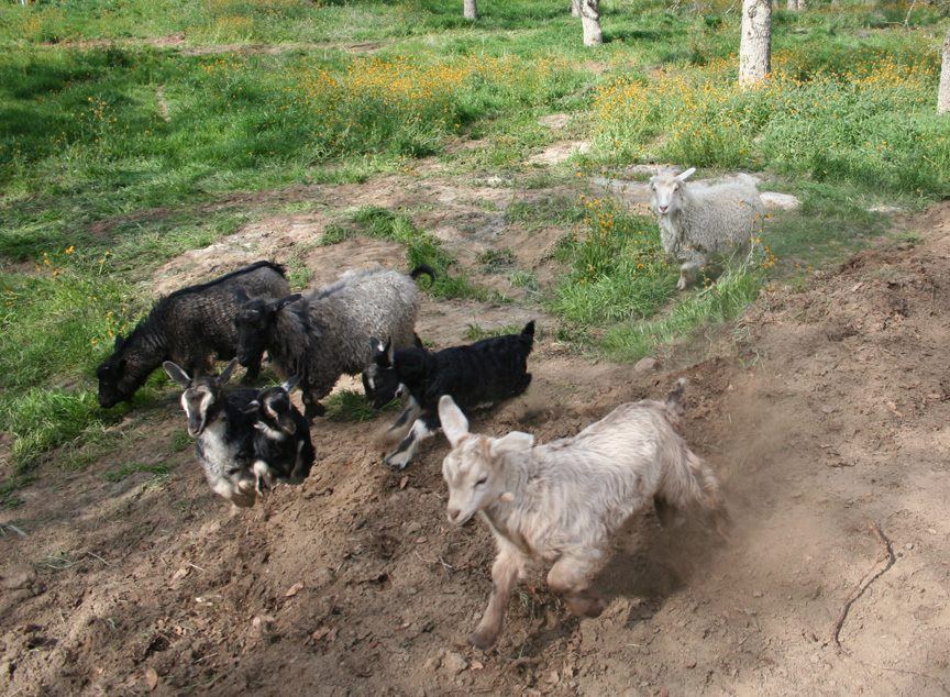 Goatsjumping