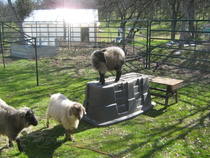 Goatsplaying