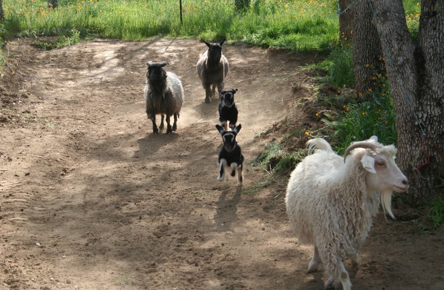 Goatsrunning
