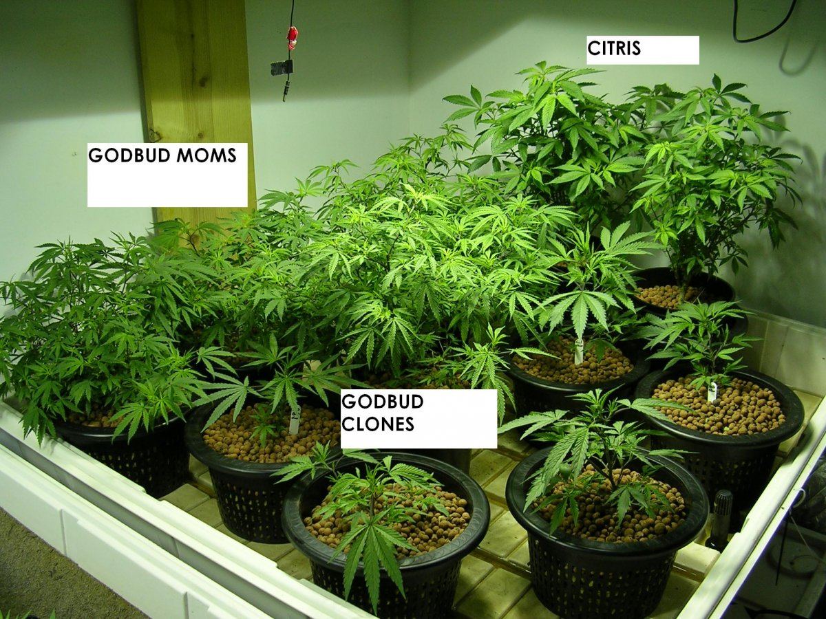 Godbud and Citris clones and Mothers