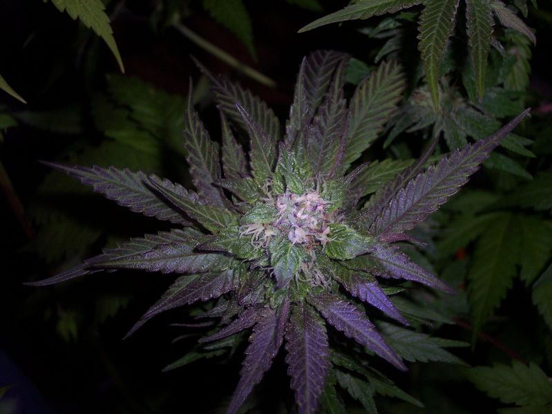 Godbud3