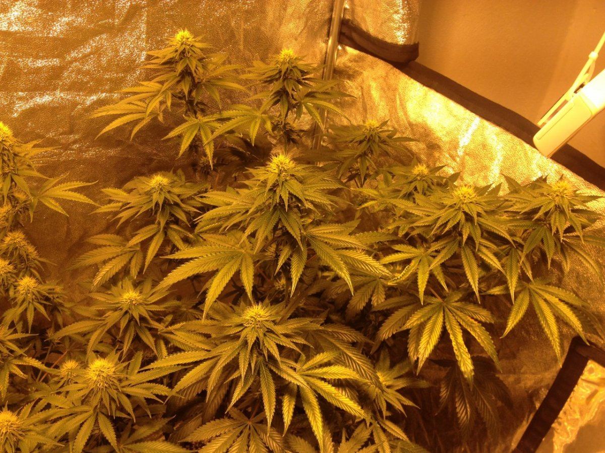 Godfather OG d 29