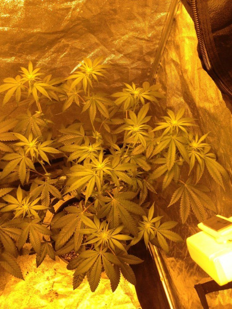 Godfather OG day 13