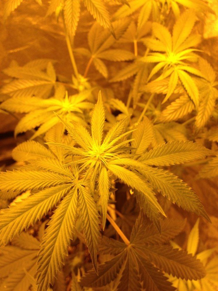 Godfather OG day 14