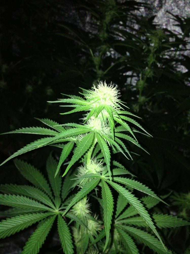 Godfather OG day 22 2
