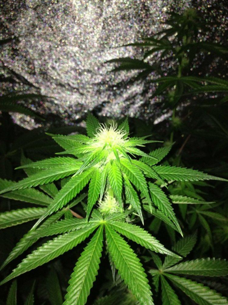 Godfather OG day 22