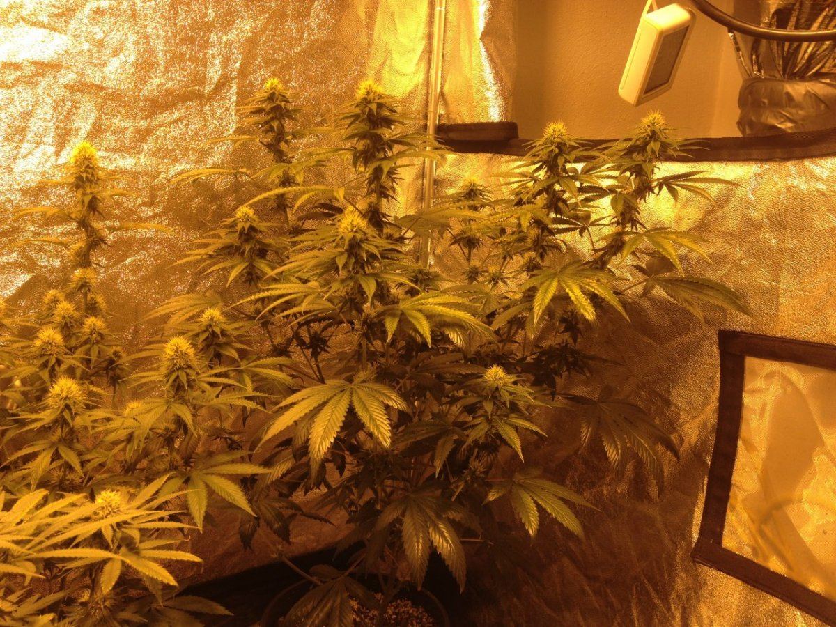 Godfather OG day 29