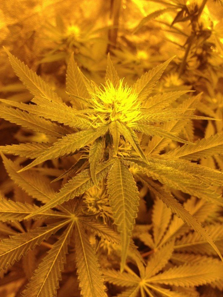 Godfather OG