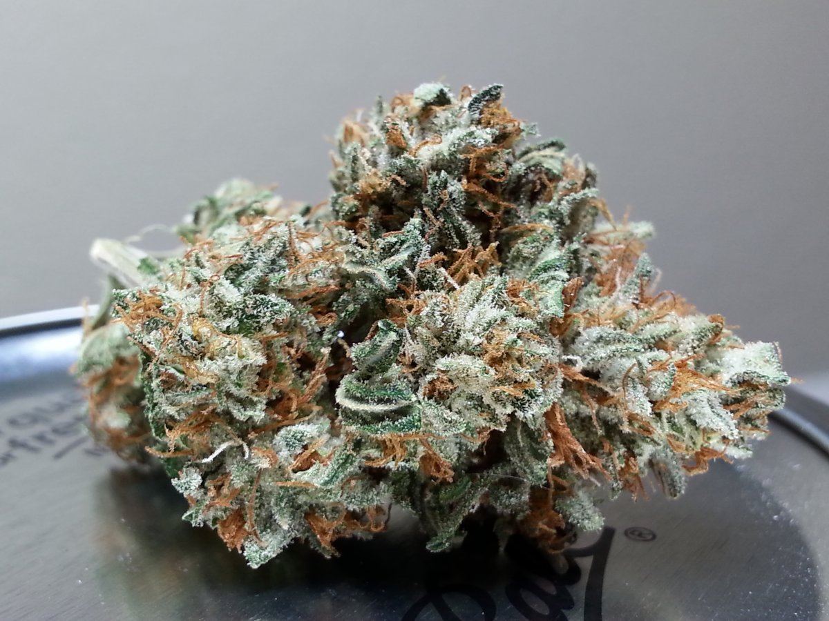 Godhead bodhi curednuggz