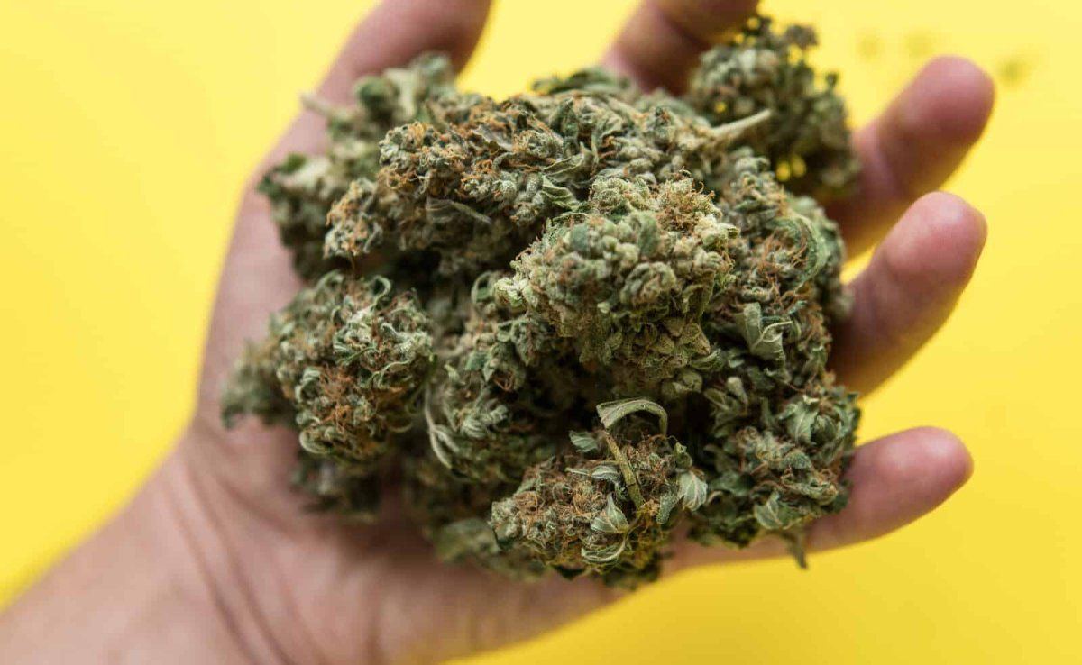Gods Gift Strain