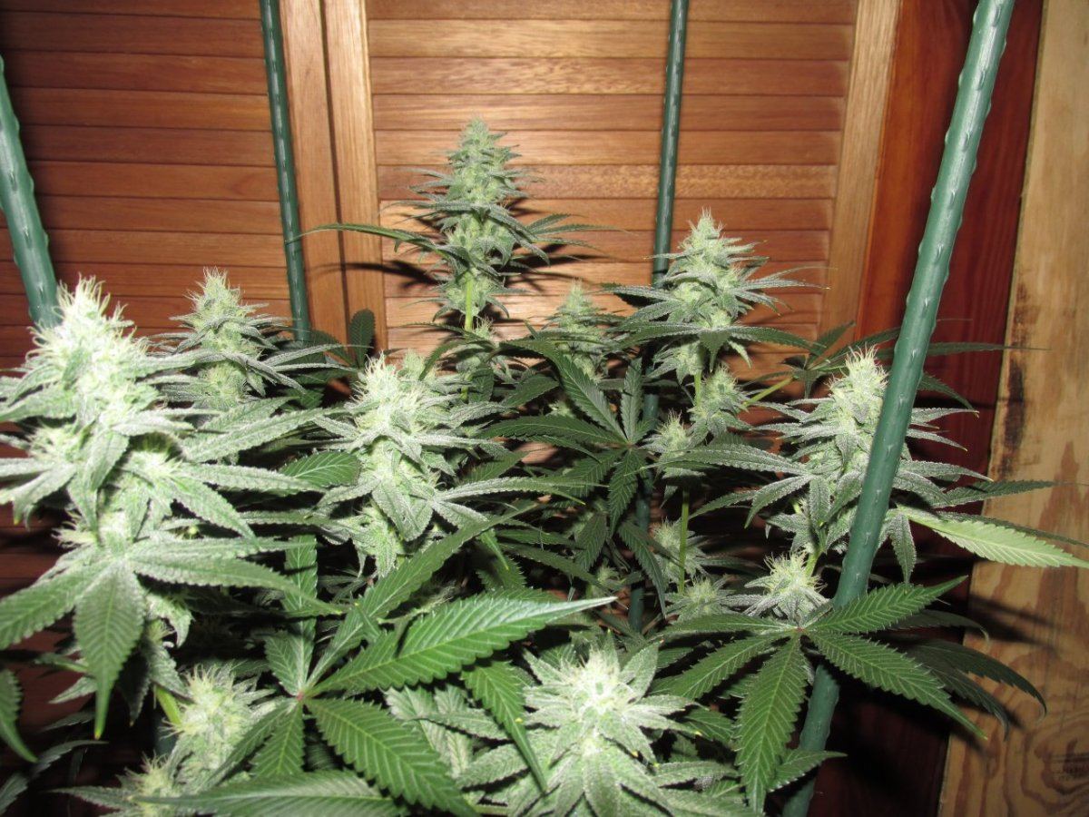 Goji 1  30 days
