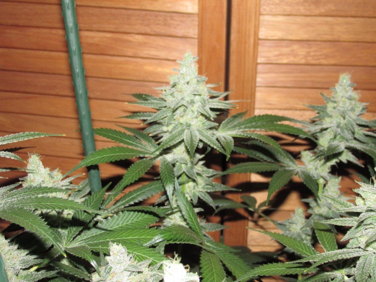 Goji 1 45 days IMG 0045