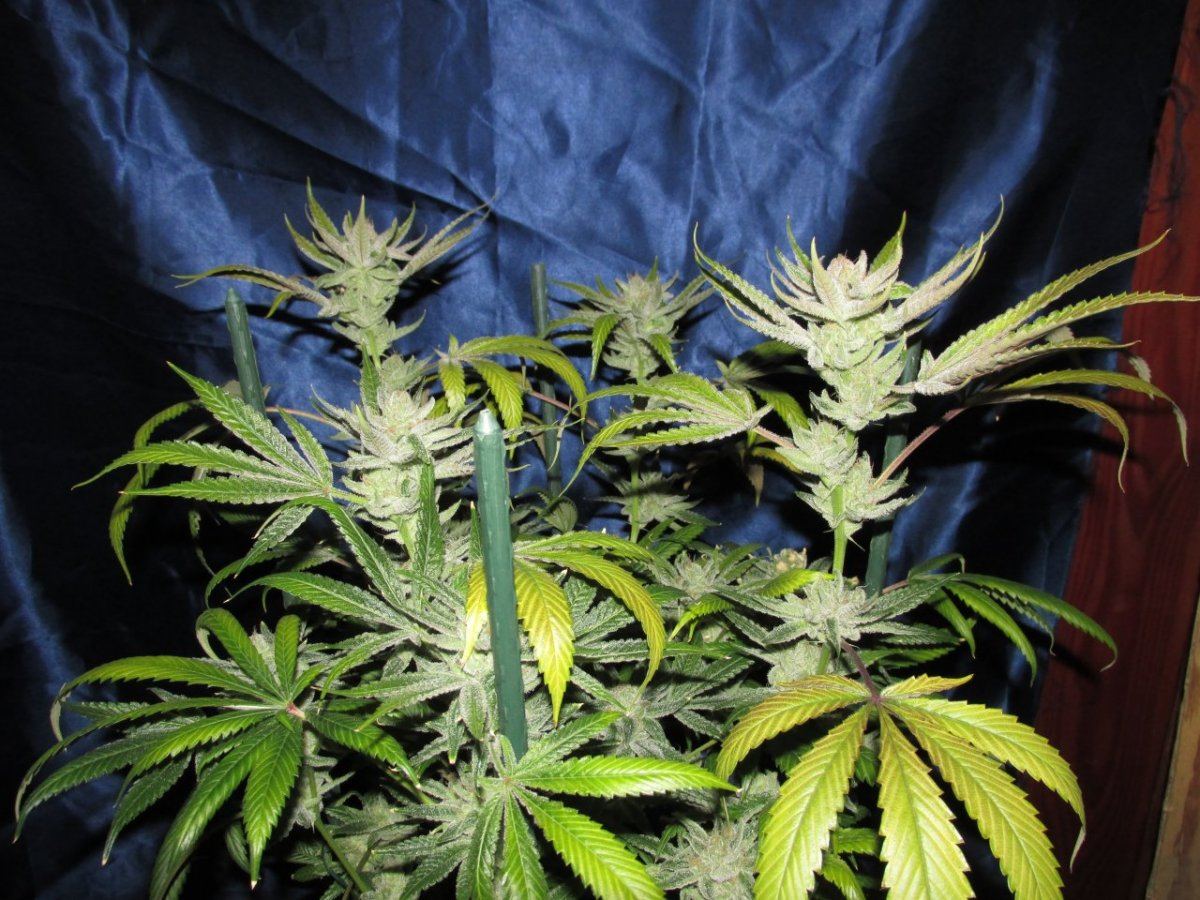 Goji 2 60 daysIMG 0050