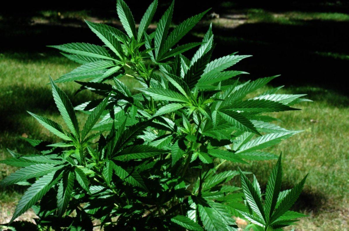 Goji 22