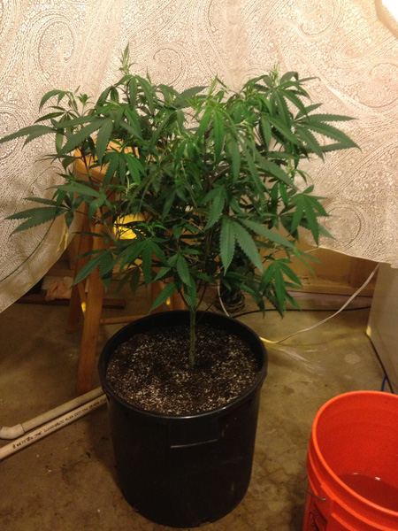 Goji