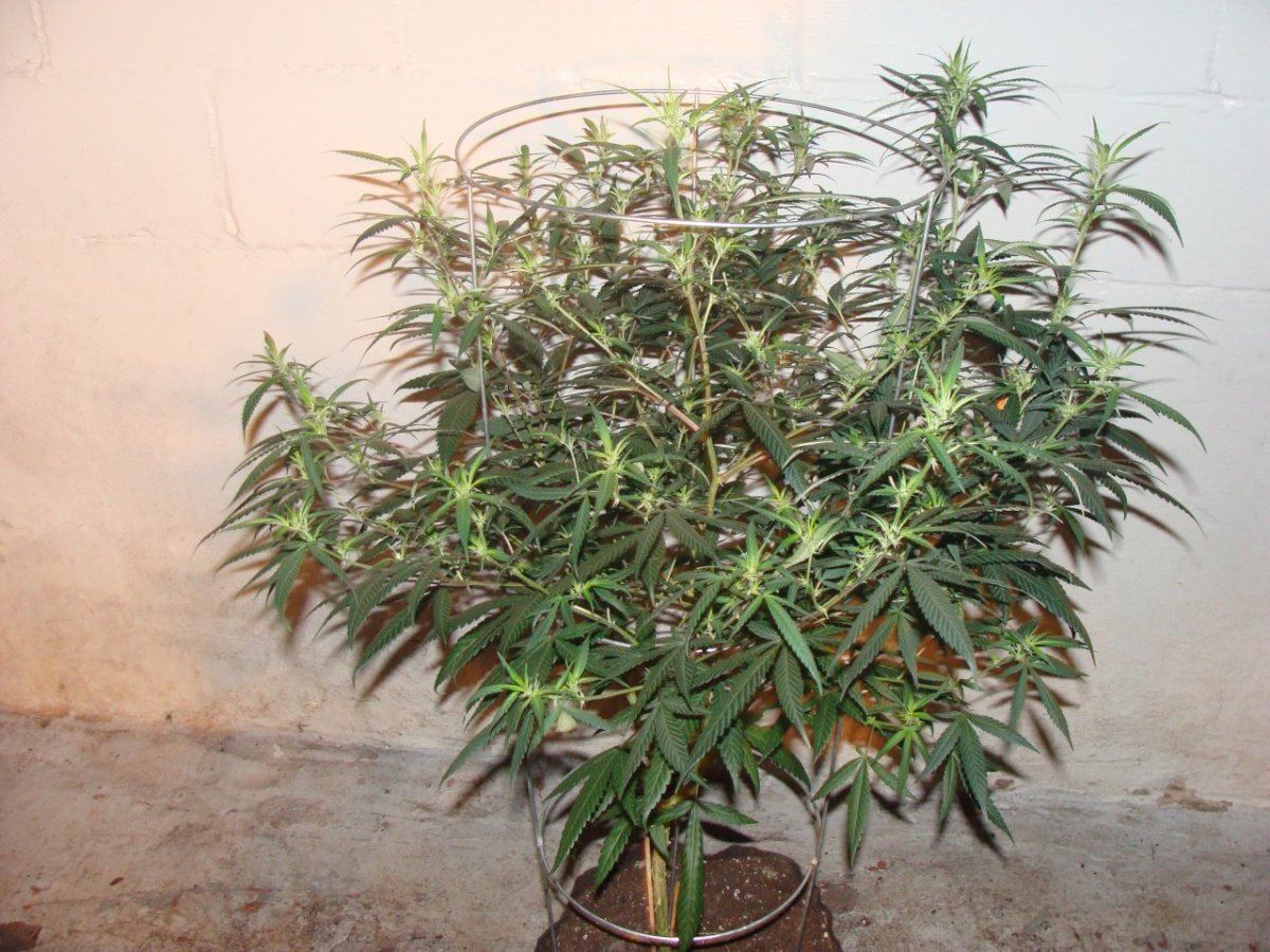 Goji Og1 2