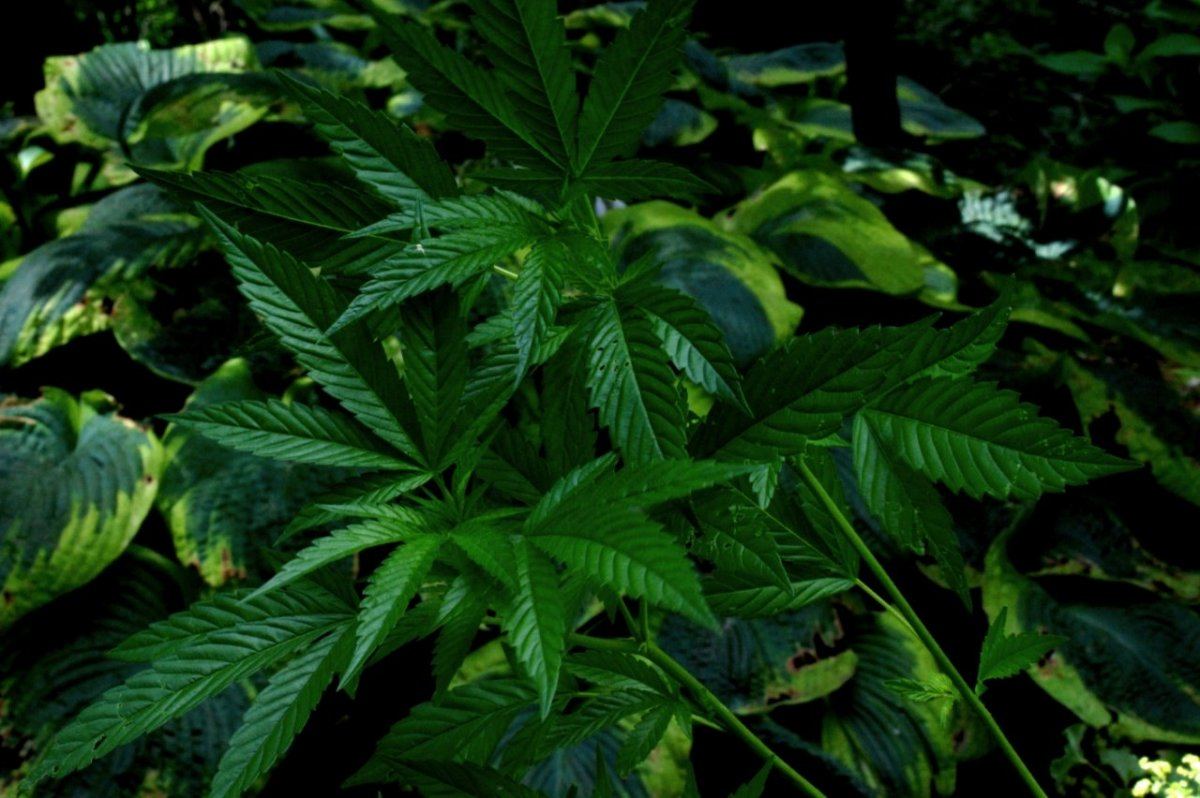 Goji OG 2d