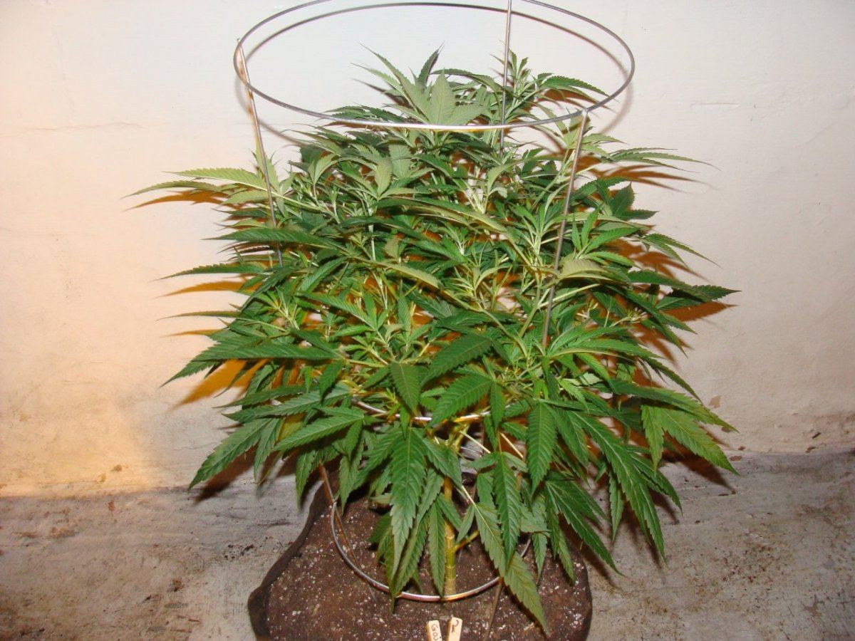 Goji OG2