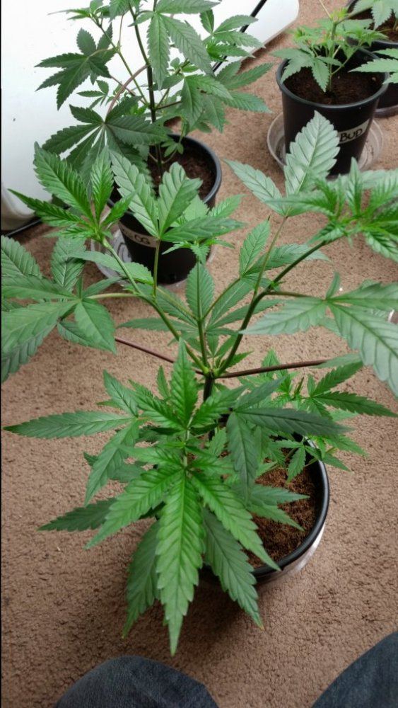 Goji og 2