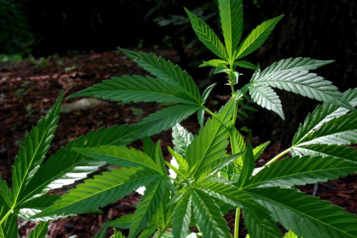 GOJI OG 7
