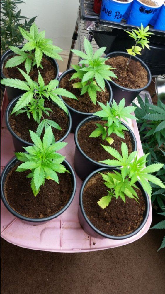 Goji og