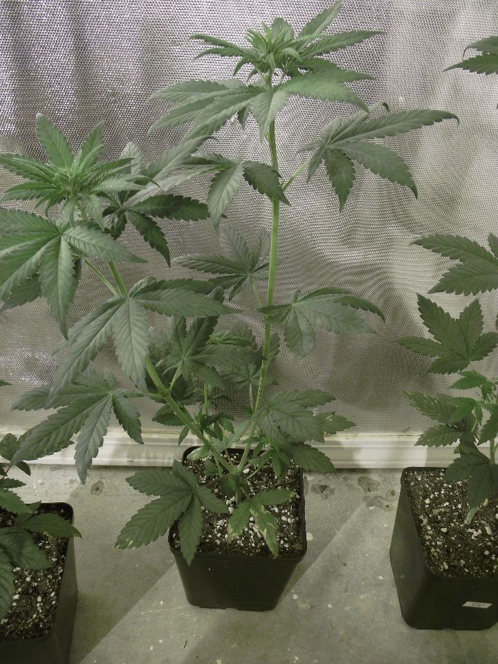 GOJI1