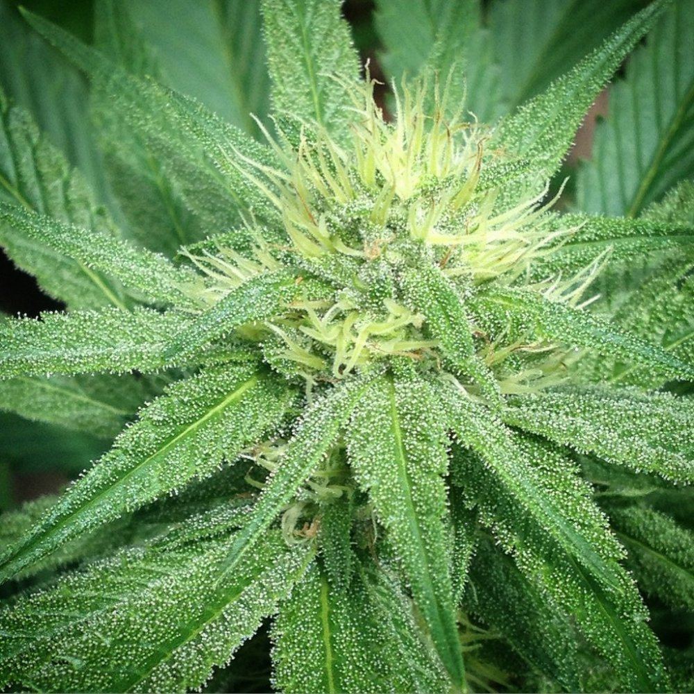 Goji1