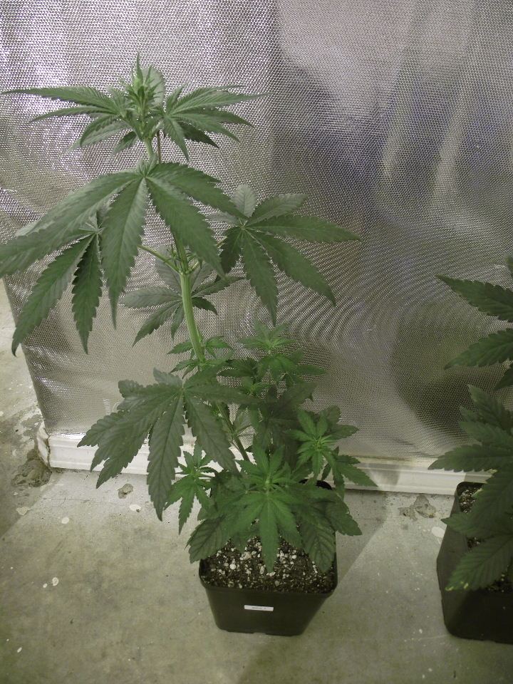 GOJI2