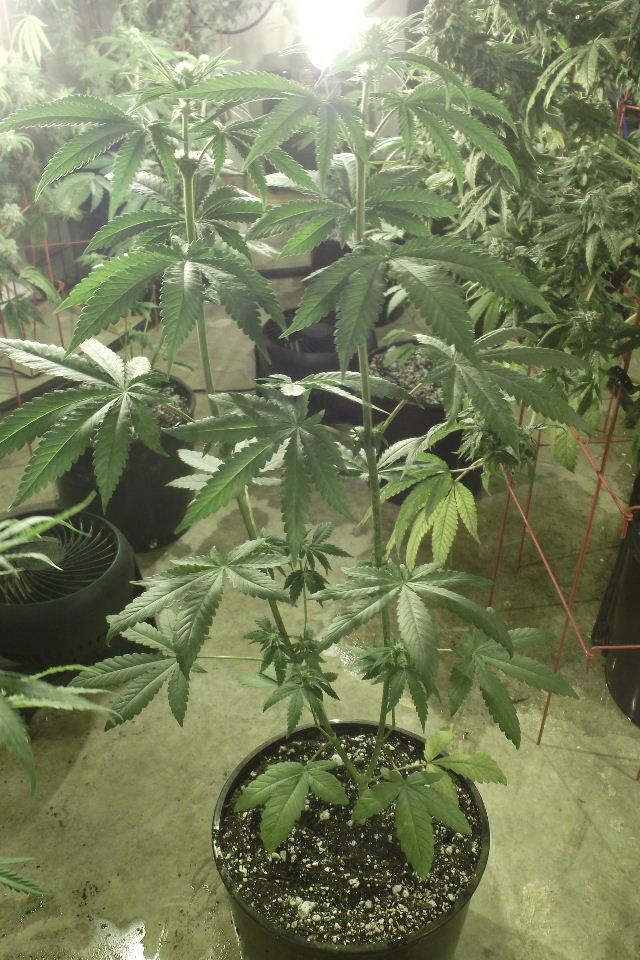 GOJI2