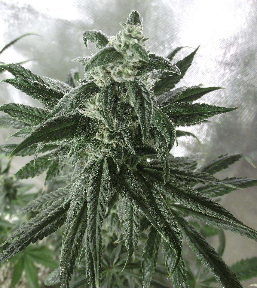 GOJI2