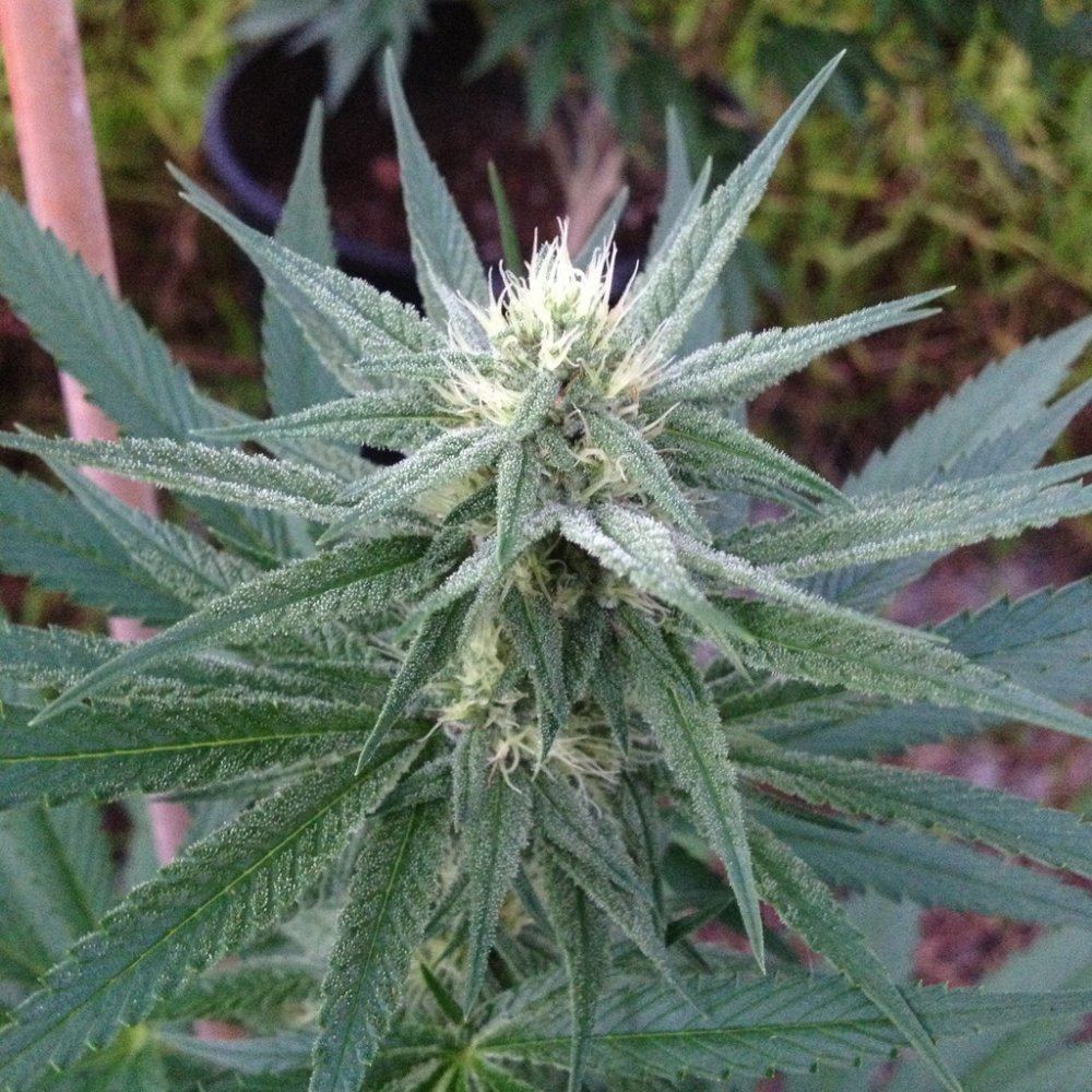 Goji2