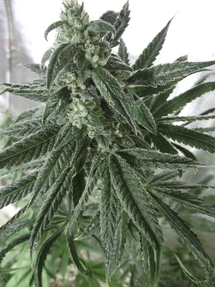 GOJI22