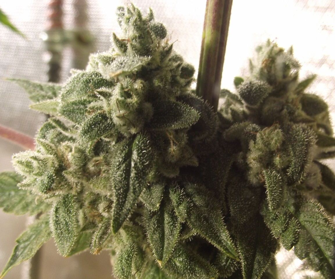 GOJI22