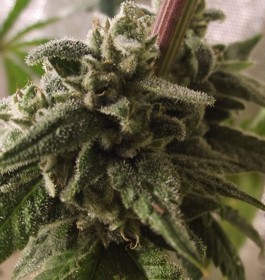 GOJI23