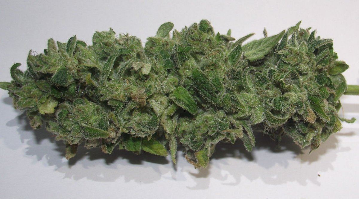 GOJI23