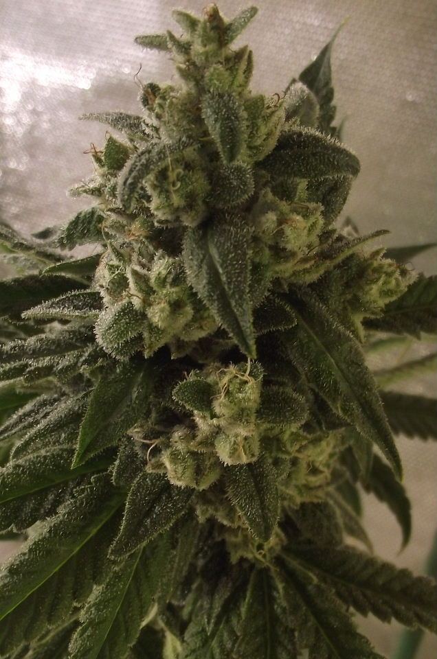 GOJI24