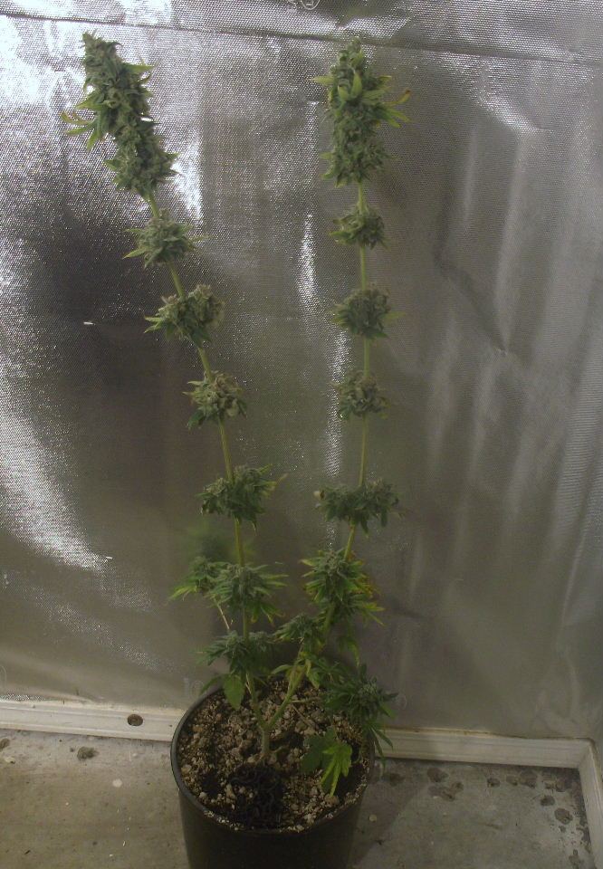 GOJI24