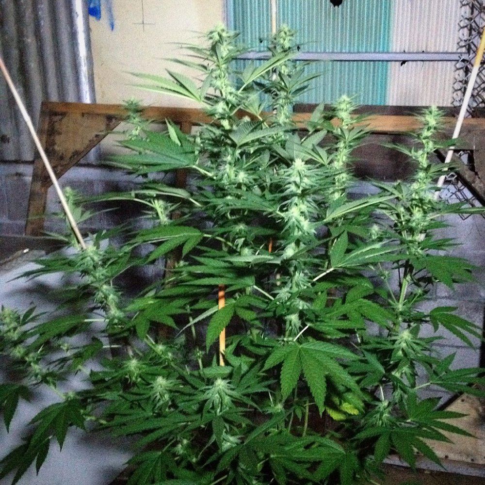 Goji3