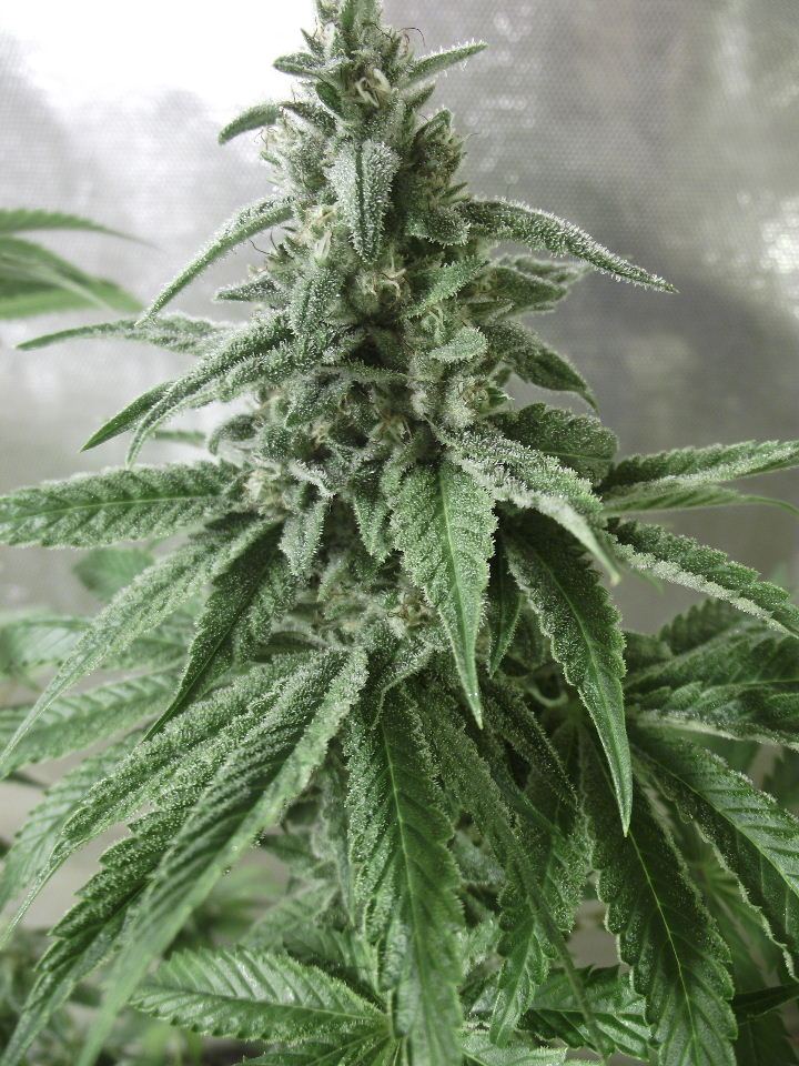 GOJI4
