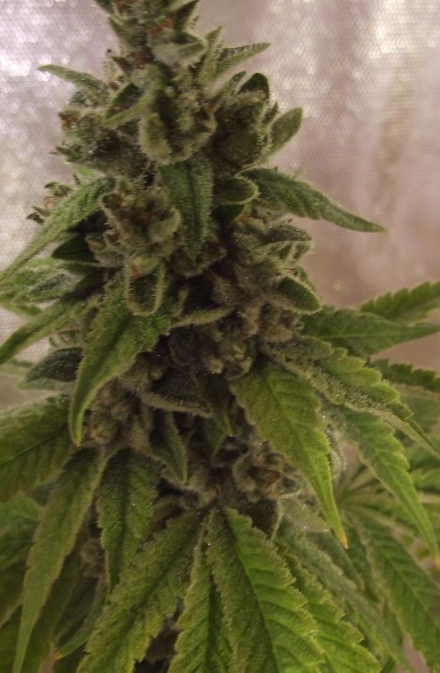 GOJI40