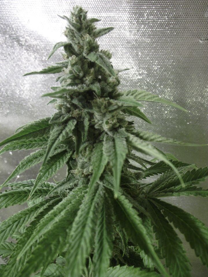 GOJI42