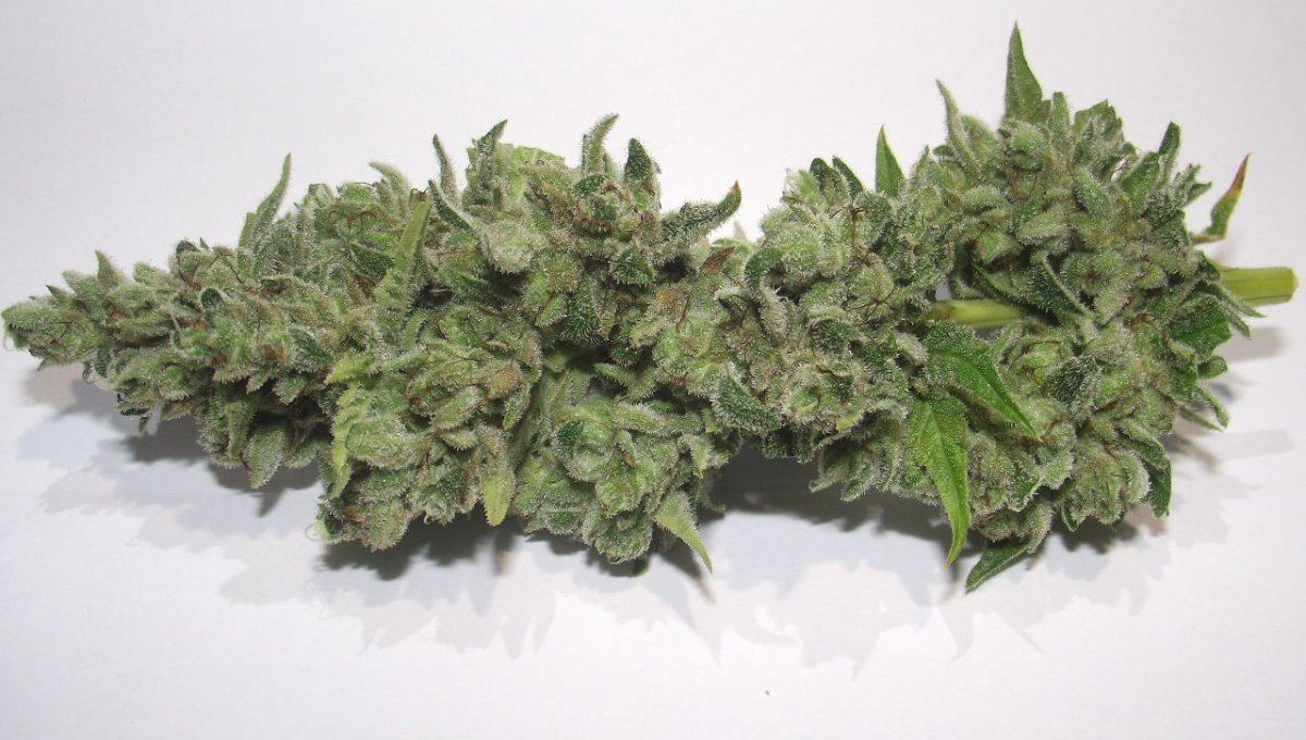 GOJI42