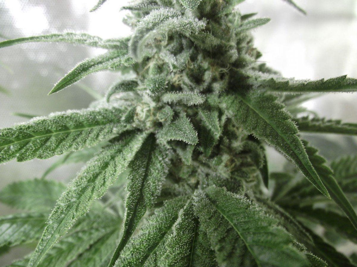 GOJI43