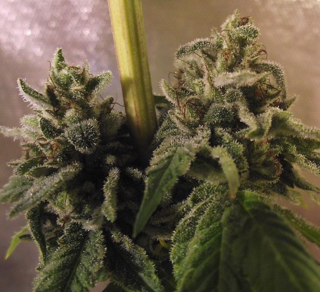 GOJI44
