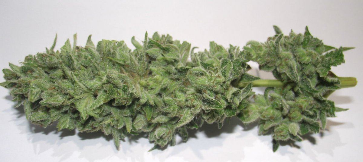 GOJI44
