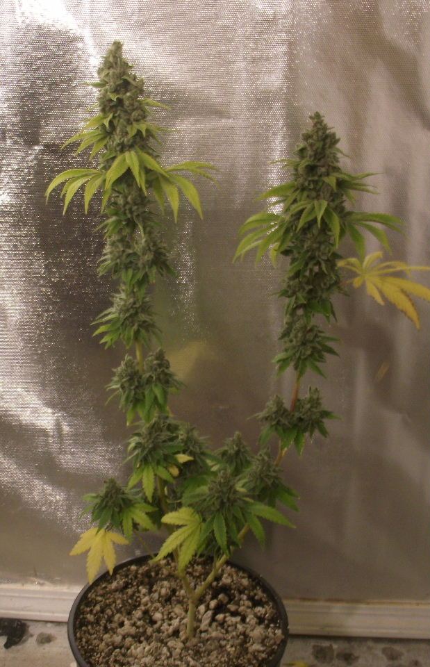 GOJI45