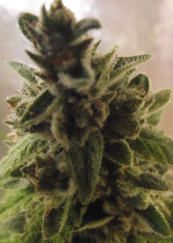 GOJI47