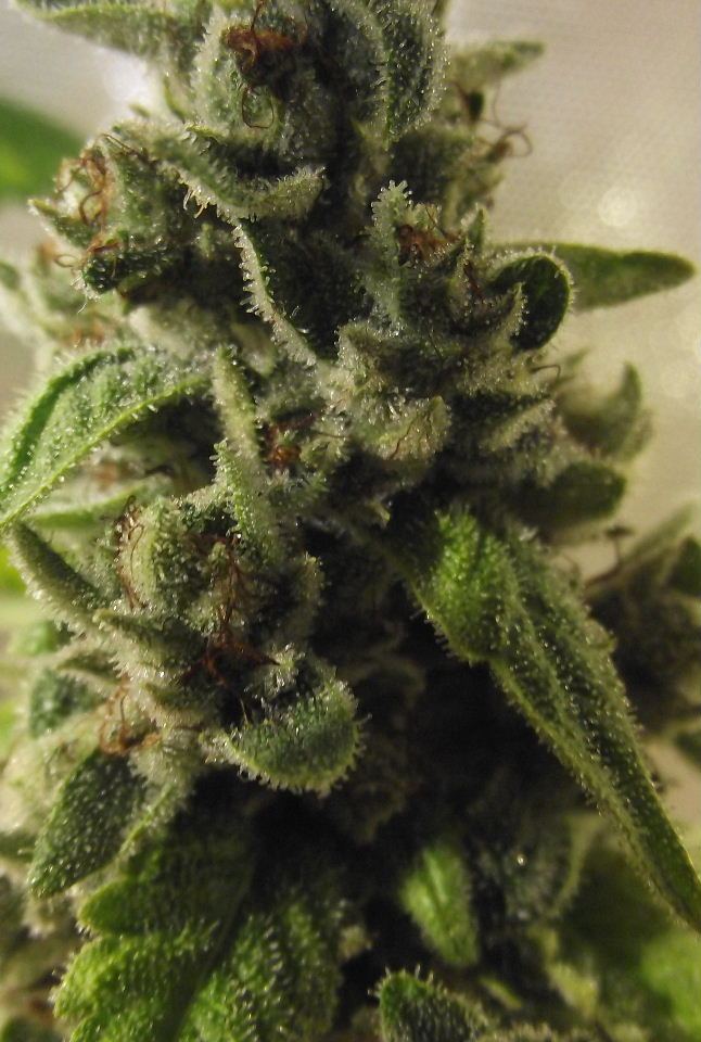 GOJI48