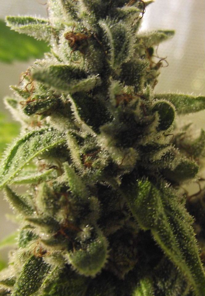 GOJI49